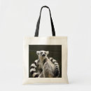 Search for ring tailed bags Wildlife