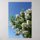 Search for lilac flower posters Garden