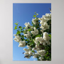 Search for lilac flower posters Garden
