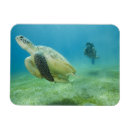 Search for sea turtle magnets Diving