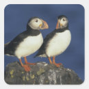 Search for beak gift wrap Wildlife