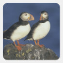 Search for puffin stickers Wildlife