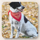 Search for bandanna barware Scarf