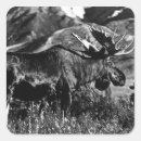 Search for vintage moose stickers Alaska