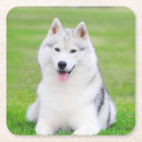Search for white siberian husky Puppy