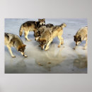 Search for ice pond posters Nature