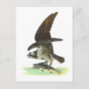 Search for john audubon postcards Illustration