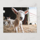Search for cute baby animals postcards Lamb