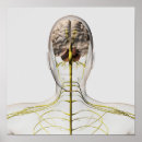 Search for nervous system posters Human body