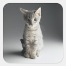 Search for grey tabby cat stickers Pets