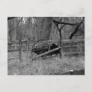 Search for wagon wheel postcards Rural