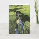 Search for black lab cards Puppy