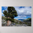 Search for junipers posters Danita delimont