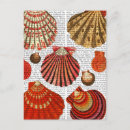 Search for clam postcards Shells