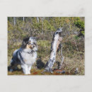 Search for shetland sheepdog postcards Blue