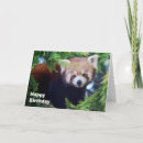 Search for red panda cards Wildlife