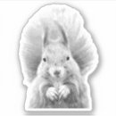 Search for white squirrel stickers Forest