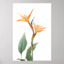 Search for flowers drawing poster posters Vintage