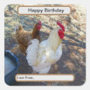 Search for rooster hen stickers Bird