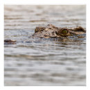 Search for crocodiles posters Africa