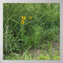 Search for susans posters Photography