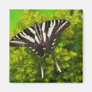 Search for swallowtail butterfly magnets Close up