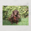 Search for miniature dachshund postcards Sitting