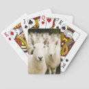 Search for sheep playing cards Field