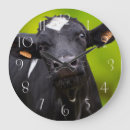Search for fresian Holstein