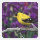 Search for goldfinch stickers Flower