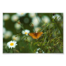 Search for fritillari art Insect