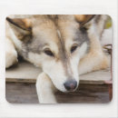 Search for sled dog mousepads Animal
