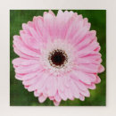 Search for gerbera daisy Photography