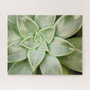 Search for succulent puzzles Photography