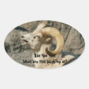 Search for funny sheep stickers Smiling