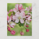 Search for apple blossoms postcards White