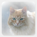 Search for cat eye stickers Pet