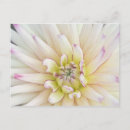 Search for macros postcards Blossom