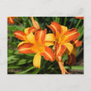 Search for hemerocallis postcards Daylily
