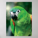 Search for parrot posters Tropical birds