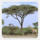 Search for okavango stickers Wildlife