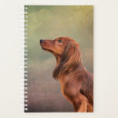 Search for long haired dachshund gifts Animals