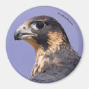 Search for juvenile magnets Nature