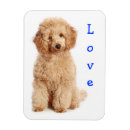 Search for poodle puppy magnets Puppies