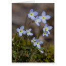 Search for bluet Nature