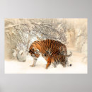 Search for tiger cub posters Young animal