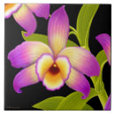 Search for dendrobium Cattleya