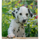 Search for plum pudding Dog