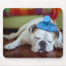 Search for cuddling electronics Dog