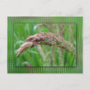 Search for summer rain postcards Raindrops